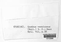 Cyathus olla image